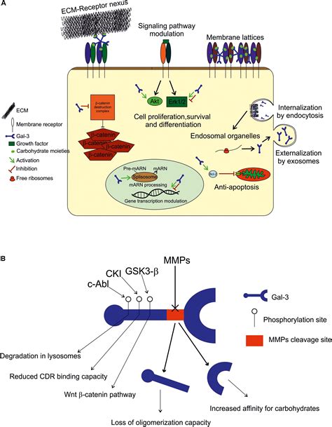 Frontiers Galectin 3 Mediated Glial Crosstalk Drives Oligodendrocyte