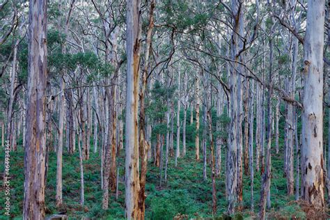 Australian Native Rainforest Background Stock Photo | Adobe Stock