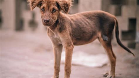 Aumenta El Número De Perros Y Gatos Abandonados Mestizos Magazine