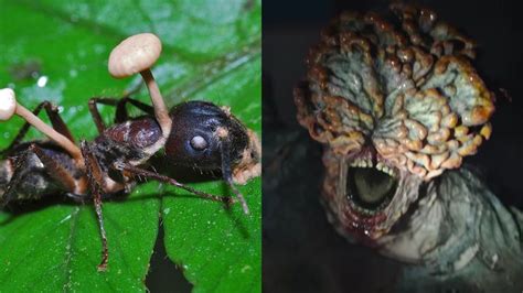 The Last Of Us Fungo Cordyceps Existe Na Vida Real