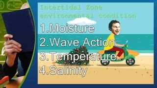 Intertidal zone | PPT