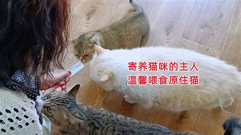 寄养猫咪的主人温馨喂食十几只原住猫，狸花流浪猫看她就像看妈妈 Youtube