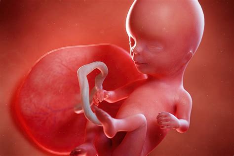 Pregnancy Week By Week Fetal Development Pictures