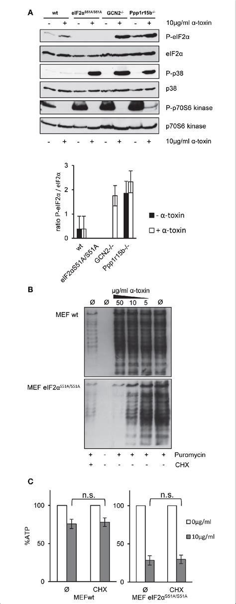 | α α α-toxin causes translational arrest in MEFs eIF2α α α S51A/S51A ... 