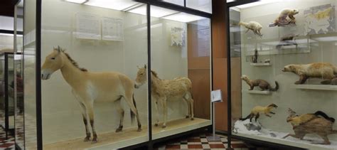 Зоологический музей МГУ: где находится, описание, история