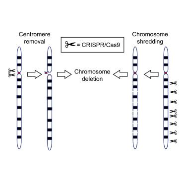 Targeted Deletion Of An Entire Chromosome Using Crispr Cas Molecular