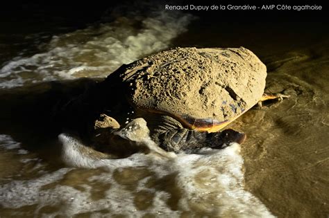 Juillet Une Nouvelle Ponte De Tortues Marines En Occitanie