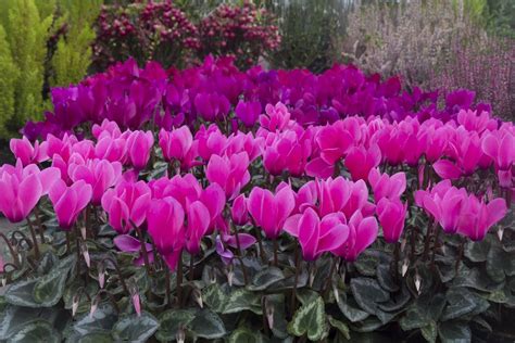 Cyclamen Planter Et Cultiver Ooreka