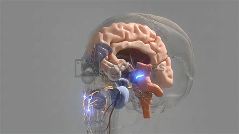 neurobiology, nervous system cells by creativepic Vectors ...