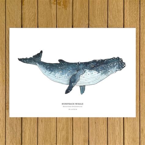 Humpback Whale Print Whale Wall Art Decor Whale Print Etsy