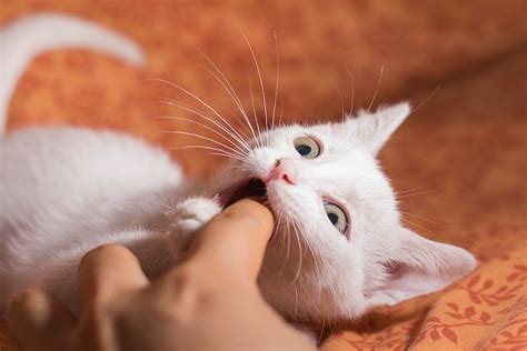 Un Chat Qui Mord Les Raisons De Ce Comportement