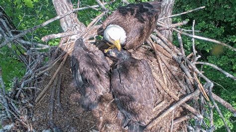 Eaglets Trapped In Fishing Line Freed From Entanglement