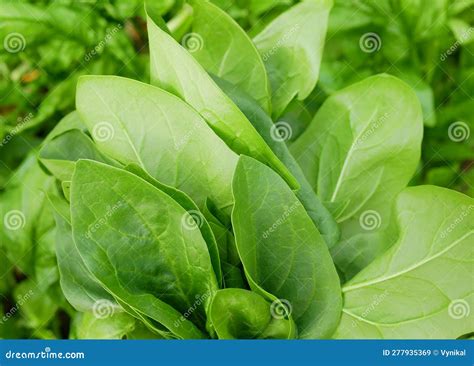 Spinach Harvest Field Closeup Fresh Vegetable Spinacia Oleracea Detail