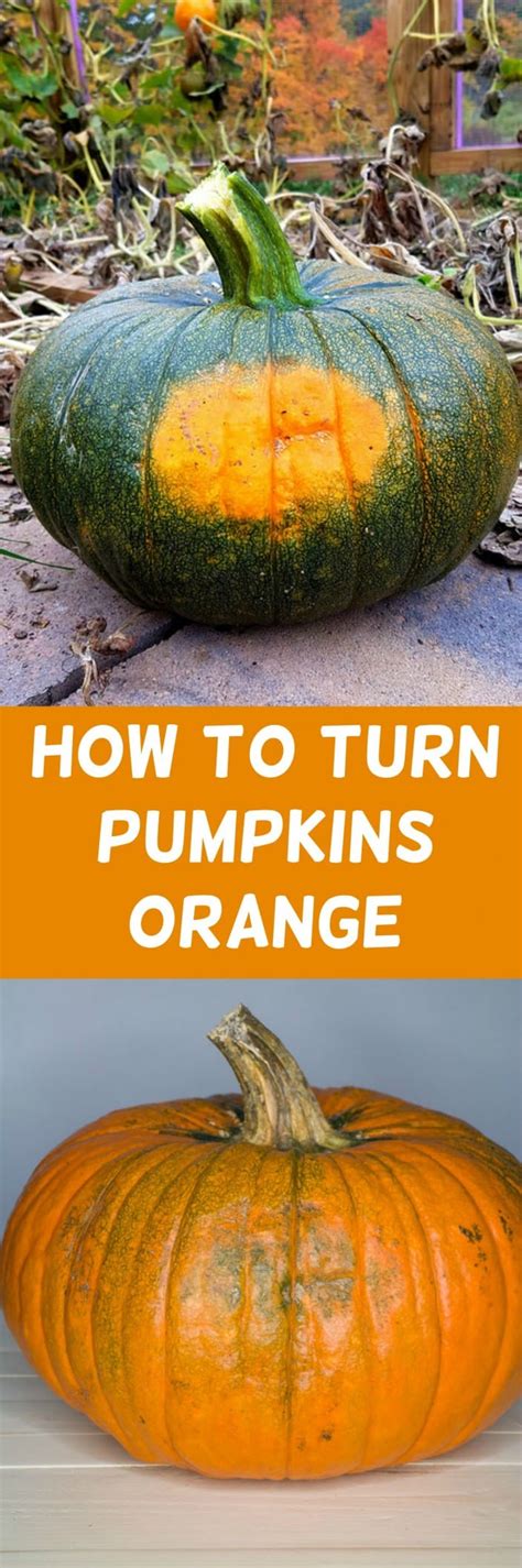 How To Turn Pumpkins Orange Easy Green Pumpkins Trick