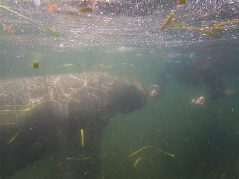 Snorkeling with Manatees in Crystal River | Snorkeling in Florida