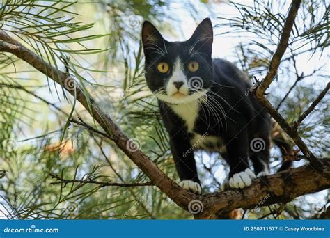 Funny Black And White Cat Stuck In Tree Stock Image Image Of Leaf