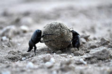 Dung Beetle Wilder Good