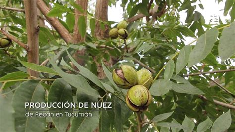 SIEMBRA Y COSECHA TV Producción de nueces de pecán en Tucumán YouTube