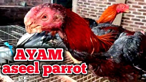 Perawatan Ayam Aseel Parrot Agar Tetap Sehat Dan Keren Youtube