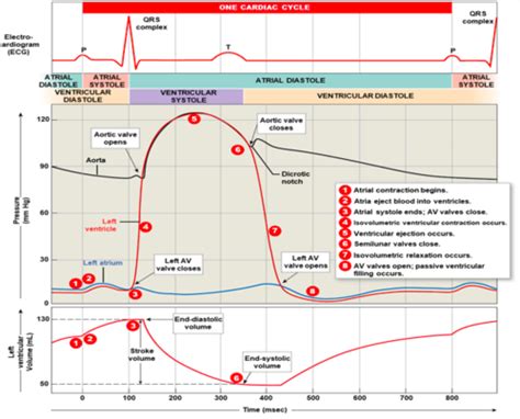 Wiggers Diagram Labeled