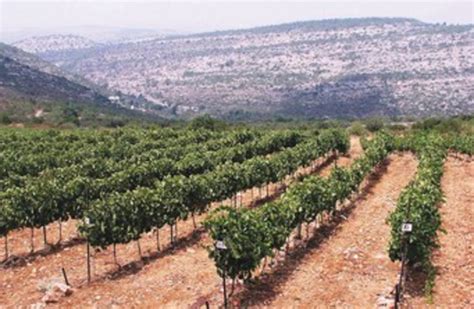 Wine Talk Look Around Us The Jerusalem Post