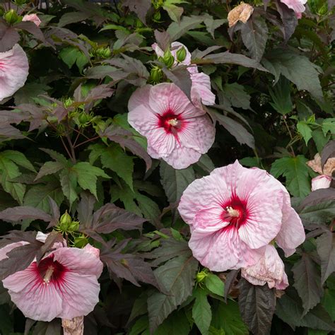 How To Care For Hibiscus Tree In Winter Hannahmclaren