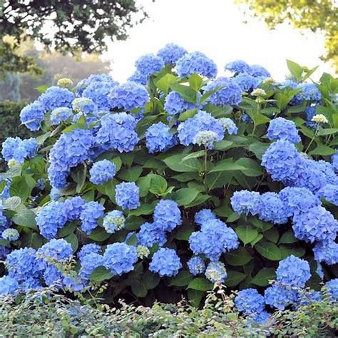 Hortensias Azules Cuidados Y C Mo Cultivarlas Gu A Off