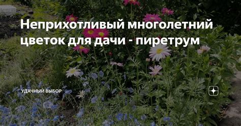 Неприхотливый многолетний цветок для дачи - пиретрум | уДачный выбор | Дзен