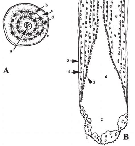 Schematic Of Osteon A Cross Section Indicated Are Haversian Canal