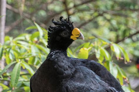 26 Beautiful Black Birds With Yellow Beaks