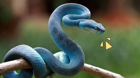 Mengenal Ular Viper Salah Satu Hewan Paling Mematikan Di Dunia Page