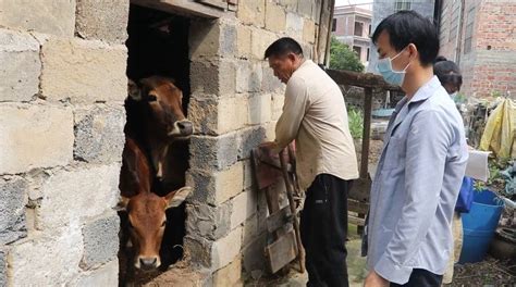 江华：抢抓春防关键期 筑牢畜禽养殖“安全网”防疫动物免疫