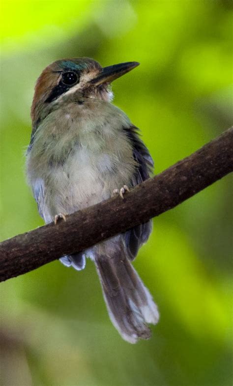 Tody Motmot - Owen Deutsch Photography