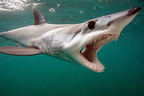 Jaws of most shark species show little variation over millions of years