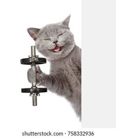 Funny Fitness Cat Dumbbell Above White Stock Photo 758332936 | Shutterstock