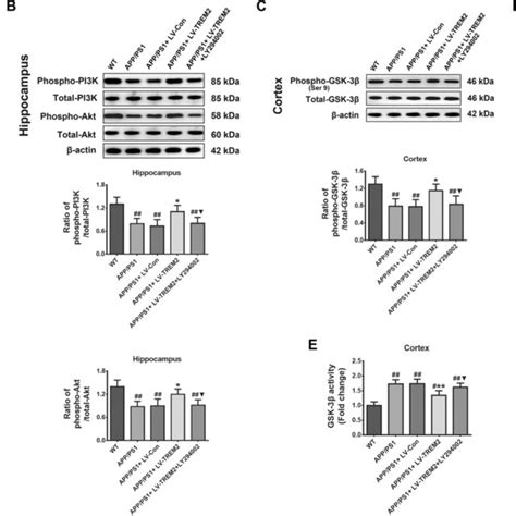 Upregulation Of Trem Activates The Pi K Akt Gsk Signaling Pathway