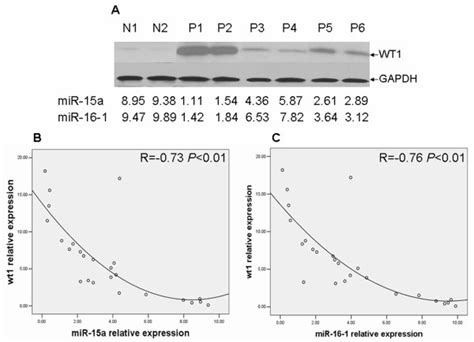 Wt1 Protein Expression Is Inversely Correlated With Mir 15a Or Mir 16 1