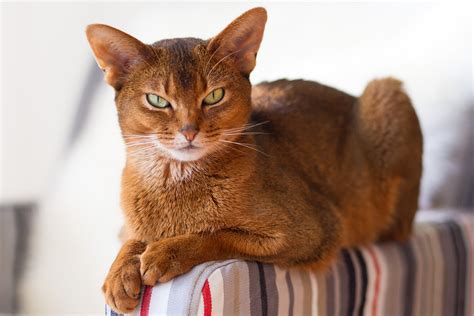 Абиссинская кошка: описание породы с фото — Pet-Mir.ru