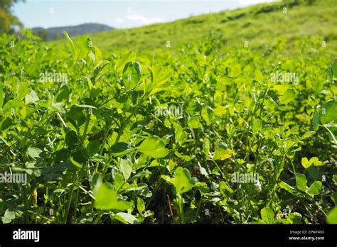 Field With Green Clover Organized Planting Of Clover Clover Trifolium
