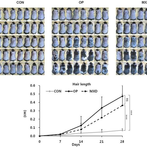 Hair Growth Promoting Effect Of Oleuropein In C Bl N Mice The Back