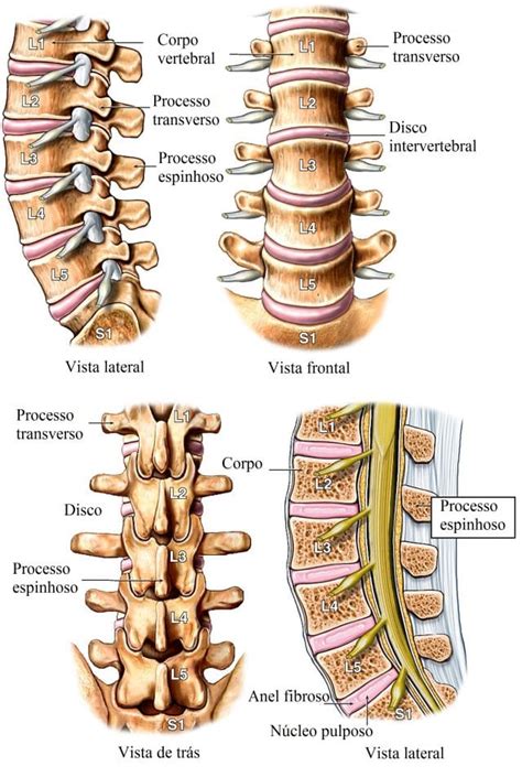 Coluna Vertebral Anatomia