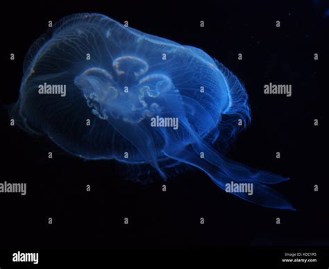 Common jellyfish aurelia aurita hi-res stock photography and images - Alamy