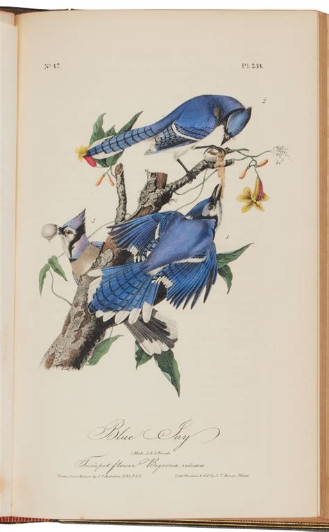 Audubon John James First Octavo Edition Of Audubon S Greatest