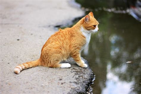 Un Gato Se Sienta En Una Repisa Mirando El Agua Foto Premium