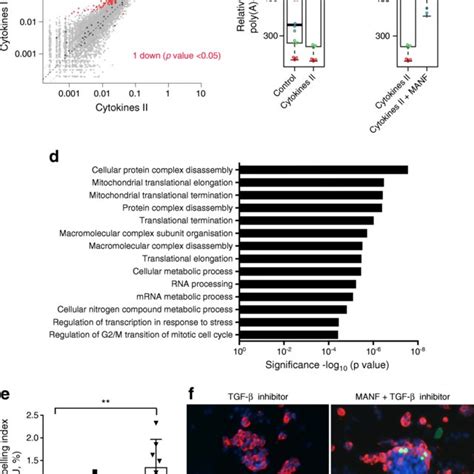 Cytokines Induce Manf Expression And Secretion In Endoc H Cells A