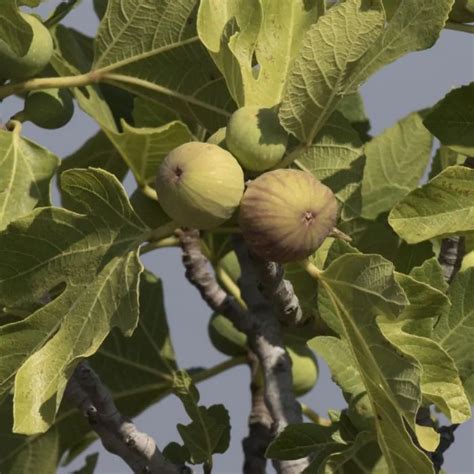 Ficus Carica Dalmati Gewone Vijg Kopen Het Groene Paradijs