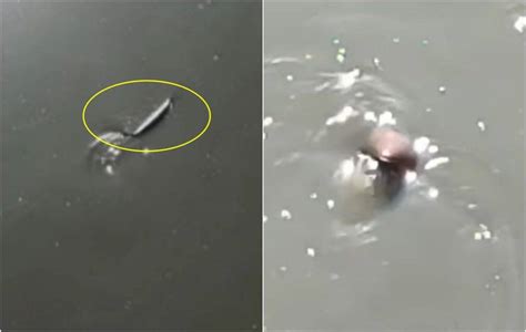 Video Encuentran criatura extraña en aguas negras de Edomex y se