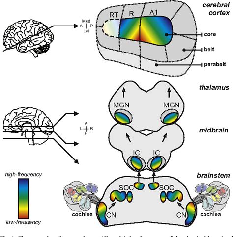 Figure 1 From Tonotopic Mapping Of Human Auditory Cortex Semantic Scholar