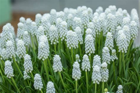 Grape Hyacinth: How to Grow Muscari for Easy Spring Color