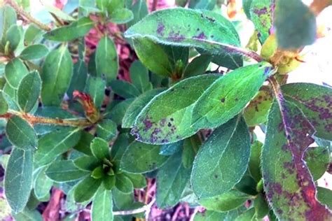 Why Are My Azalea Leaves Turning Red (Reasons & Best Fixes)